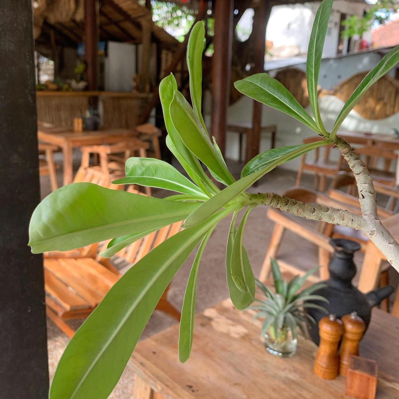 Jungalow Gili Trawangan Exteriér fotografie